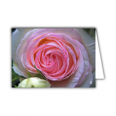 Greeting card | Rose